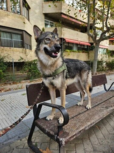 Steadfast™ Pet Tactical Collar with Control Handle — Heavy-Duty Collar for Large Dogs